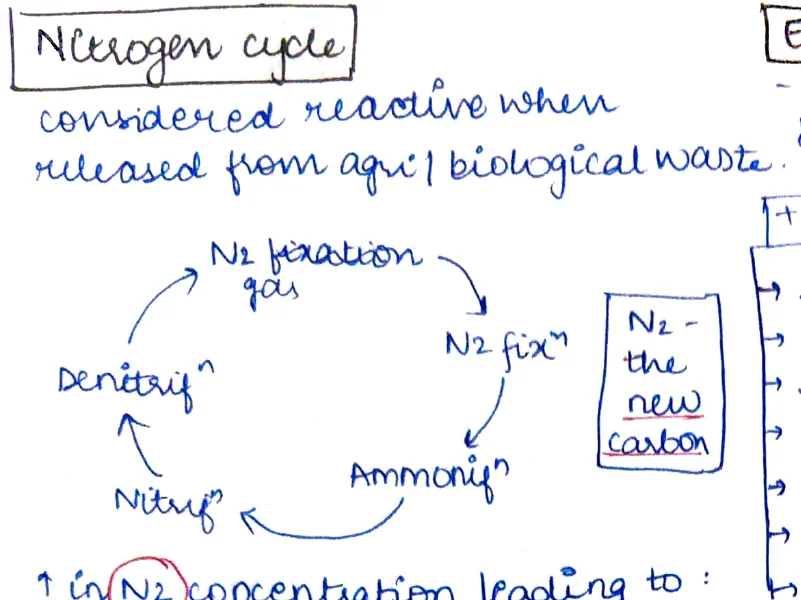 Nitrogen Cycle — N2 fixation → Ammonification → Nitrification → Denitrification loop