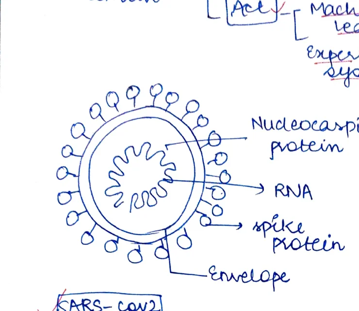 SARS-CoV-2 virus diagram with labels